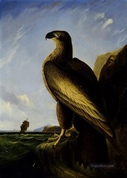 Washington Sea Eagle birds Oil Paintings